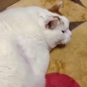 「逆くしゃみ」…気になっている方のためにの画像