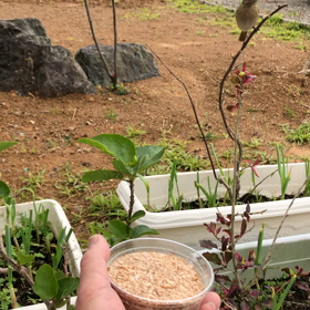 ジョウビタキ⑪手乗りまで時間の問題の画像