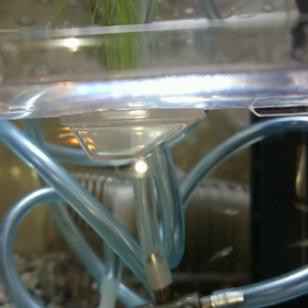 グッピー繁殖？の画像