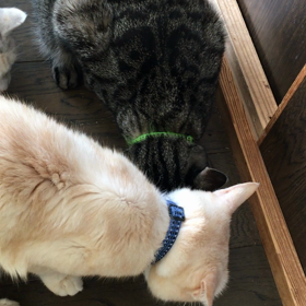 サスケは食欲増進剤の画像