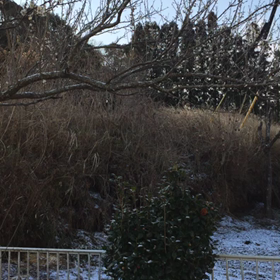 雪だ‼︎の画像