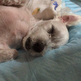 コロの寝姿〜♡の画像