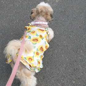 お散歩まーちゃんの画像