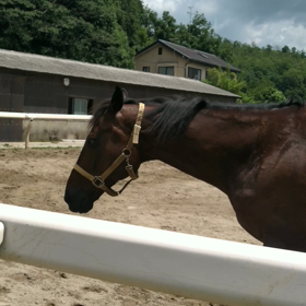 砂浴びでスッキリ！の画像