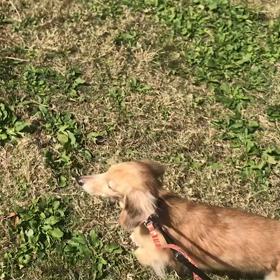 ♪お散歩動画♪代々木公園♪の画像