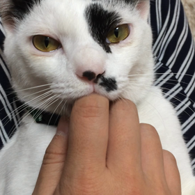 退院後のまめすけくん(雑種猫♂10ヶ月)の画像