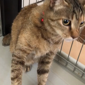 マリーちゃんの検査結果の画像