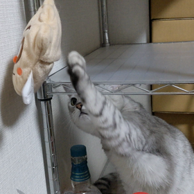 ねこパンチの練習の画像