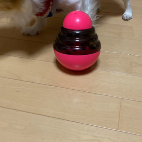 チョコの頭を使ったお遊びの画像