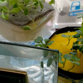 コチラもの画像