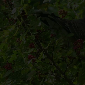 すぎぴたんの事件簿　シーズン２　３話の画像