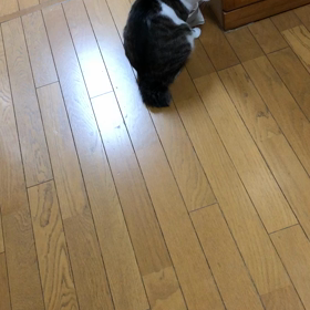 えっ！歯肉炎検査… 先住猫デールが唸る、保護子猫キョトン。の画像