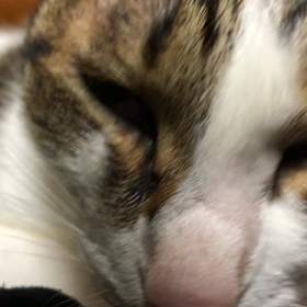 残念なジム活、可愛がってみた保護猫デール。痒い痒いでアレグラ！の画像