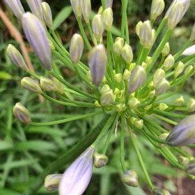 花観察／動画の画像