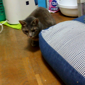 見ーてーるーだーけ～の画像