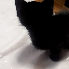 黒猫ちゃんとちゃこ　part2の画像