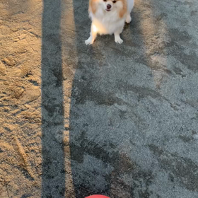 ボール遊びの画像