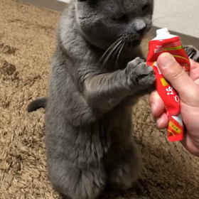 ちゅーるをたっちでどどどどーーーんの画像