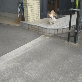 【れおん君とまろ君】の画  像