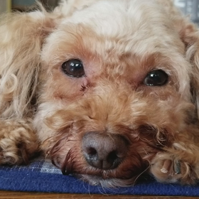 ウトウト(´･ωゞ)の画像