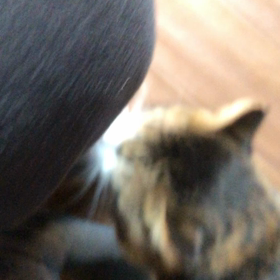 12月　　東京都　　捜索2日目無事に保護の画像