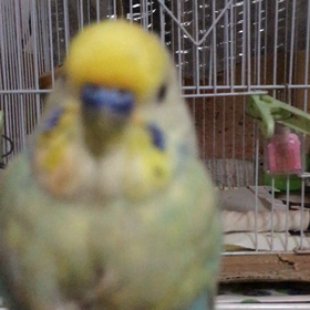 ぶるんと動くインコの1号さんの誕生日！の画像