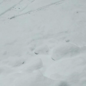 今日も❄パラパラの画像