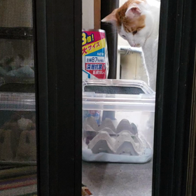 にゃんこともんちーの画像