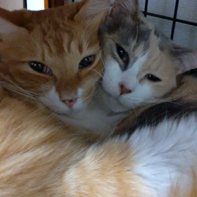 ママLOVE♡の画像