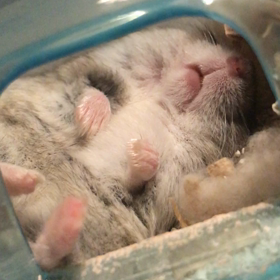 ぴくぴくの画像