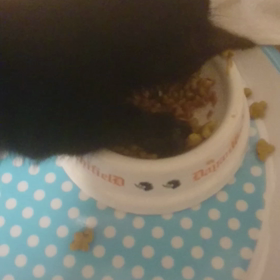 ミニラッセル車 ( *´艸｀)の画像