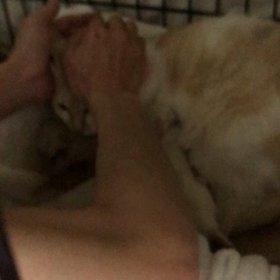 つくしの出産の画像