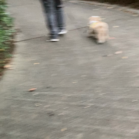 急に走り出す…の画像