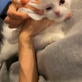 コットンちゃん里親募集中✨✨の画像