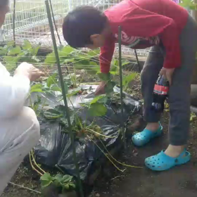 イチゴが熟れましたの画像