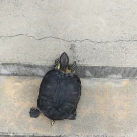 万年が行くの画像