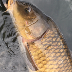 只見川の鯉  動画の画像