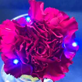 カーネーションの画像