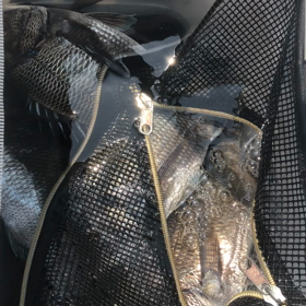 こんにちは がまかつの画像