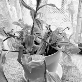 介護記録１４６（ケセラセラ）の画像