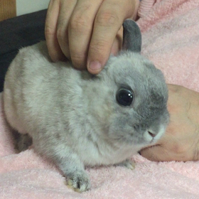 お耳マッサージ解説＆鍼灸の先生の見解の画像