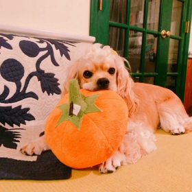 オモチャ大好きの画像