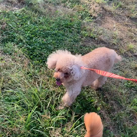 10月1日9わんこと1時間遠足  代々木公園の画像