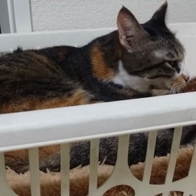 そぼろさん、フミフミの画像