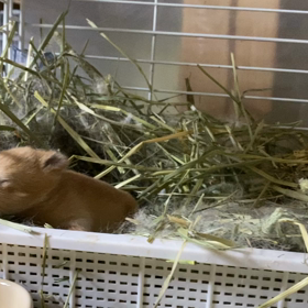 飛びだすベビーの画像