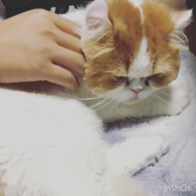 面倒くさがりは飼い主と一緒の画像