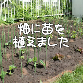 苗を植えました。の画像