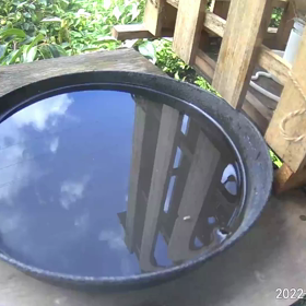 すぎぴたんの事件簿シーズン3　34話（普通の水浴びヤマガラ　）の画像