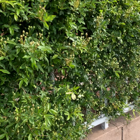 開花宣言の画像
