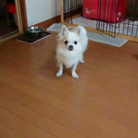 タマちゃんNo.20の画像